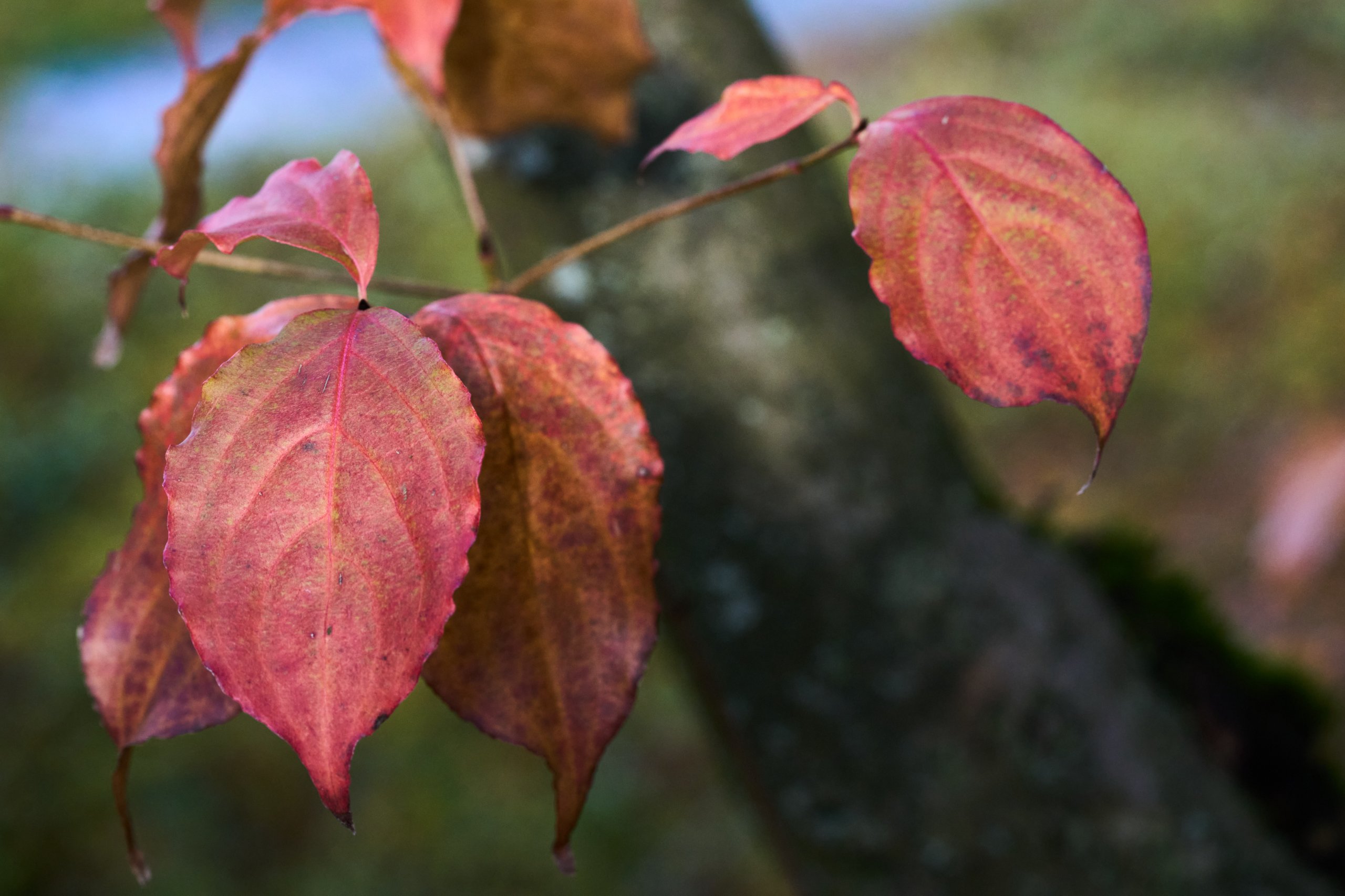 2025 11 02 Gruga 0021